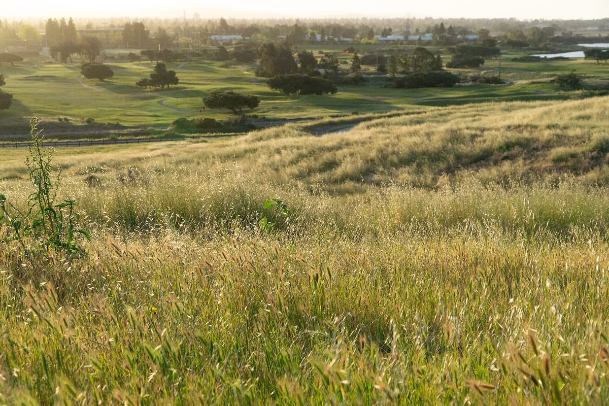 A meadow at Shoreline Park