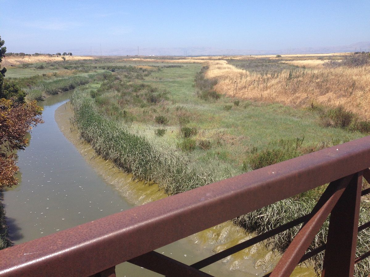 Permanente Creek meeting the slough beside the Bay Trail