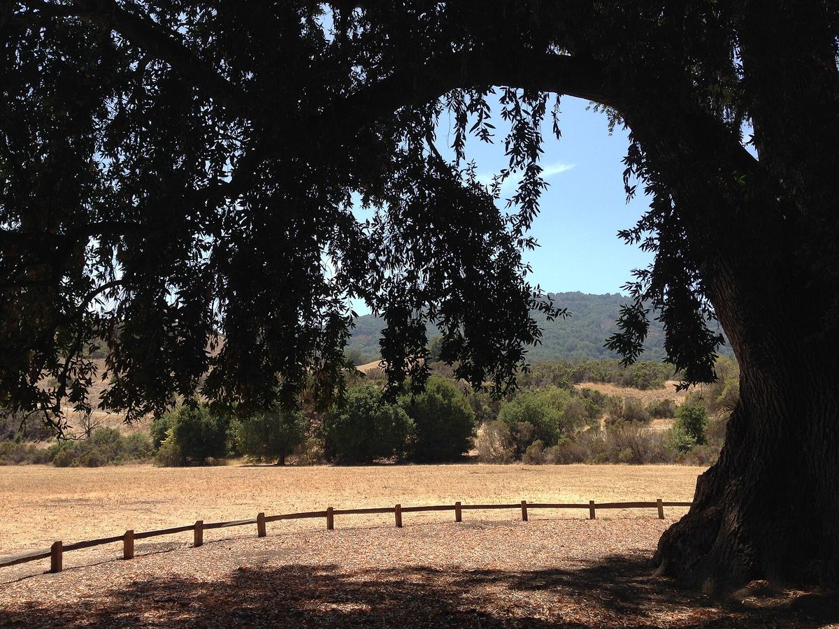The great California bay laurel at Rancho San Antonio