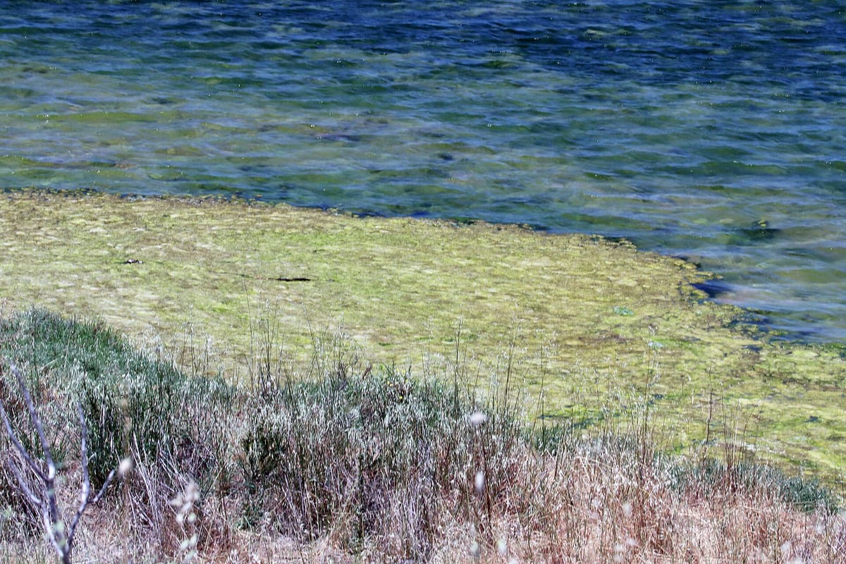 Salt marsh at the edge of the bay in Shoreline Park