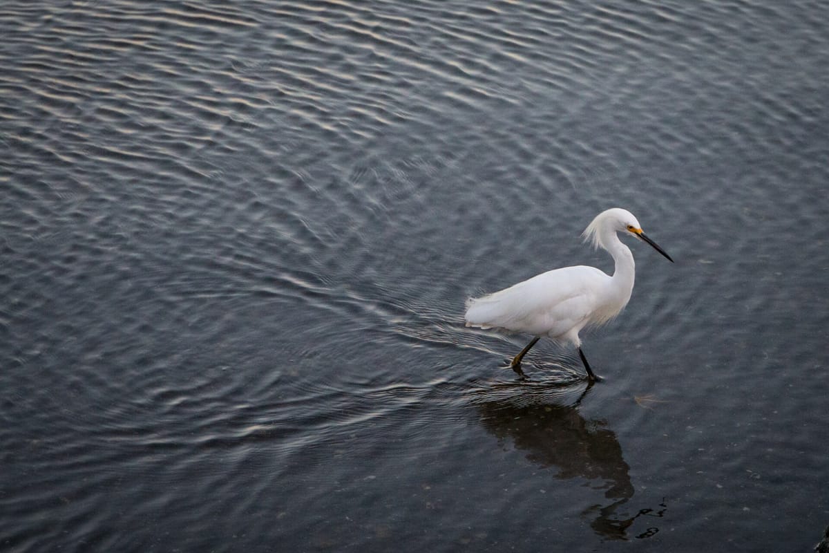A snowy egret walking along the edge of Shoreline Lake