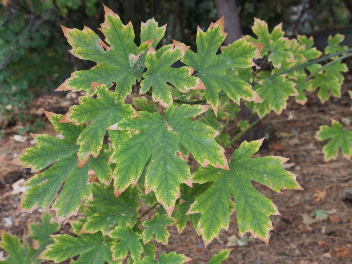 A bigleaf maple branch beside the Stevens Creek Trail