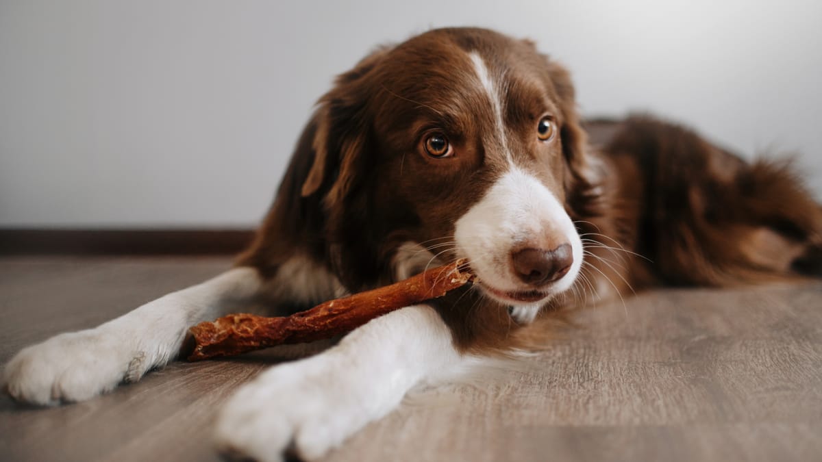 Pet Grooming, Boarding & Training in Mountain View